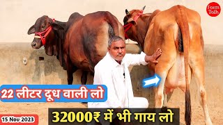 22 लीटर ✅ तक दूध 32000₹ से कीमत 10 गाय 👍 Sahiwal Cholistani Rathi Gir Cross Cow 👌 Available For Sale [upl. by Prichard]