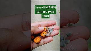 Free তে পেয়ে যাও Passion Flowerplanthunt budget passionflower freeplant easyplanter gardening [upl. by Mharba]