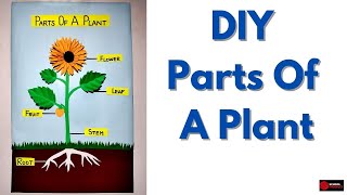 Parts Of A Plant  Parts Of A Plant School Project  DIY Parts Of A Plant Model [upl. by Annaor]