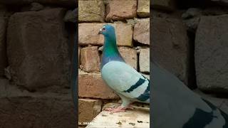 Pigeon funny video 🤣🤣youtubeshorts shortvideo shortsfeed shorts kabootar viralvideo video [upl. by Ynnos]