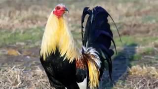 ✳Las 10 Mejores Razas De Gallos De Pelea [upl. by Ilarrold]