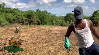 PREPARING THE LAND ON KING NICK’S FARM [upl. by Christensen]