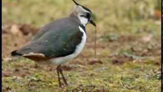 Nest building Lapwing style  Vanellus vanellus [upl. by Vento]