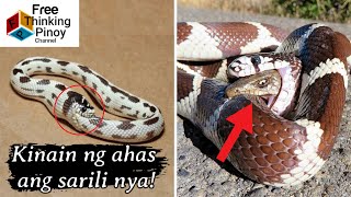 30 MINS COMPILATION Amazing Animals Caught on Film  Kakaibang Pangyayari na nakunan sa Camera [upl. by Nilcaj]