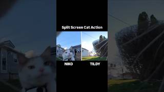 Cats wired Split screen fun 📣🐈 cat youtubeshorts funny cute cats ​⁠insta360 [upl. by Siegel]