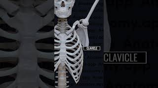 Pectoral Girdle  Glenoid cavity  Humerus anatomy bones ncert biology skeleton clavicle [upl. by Lleznov148]