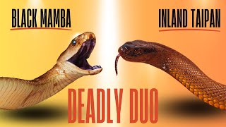 The Black Mamba versus The Inland Taipan  Deadly Snake Duel naturelovers wildlife snake [upl. by Ahsienahs341]