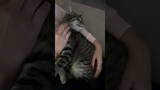 Pito before sleeping 🐈🐾🐾🐾😊🥰🌛cat shorts pets [upl. by Amand735]