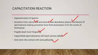 First week of development Fertilization Capacitation reaction Acrosomal reaction [upl. by Cornia527]