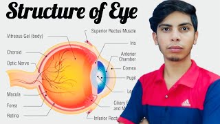 Structure of Eye ll How your eye works ll Anatomy amp Physiology ॥ By hirendra Kumar [upl. by Anitsuj]