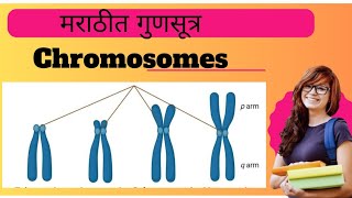 Chromosomes Explained l Biology l [upl. by Werby]