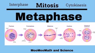 Metaphase Mitotic Stages [upl. by Ahsiuqet]