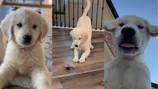 Our Golden Retriever Puppy’s First 3 Months [upl. by Daraj]