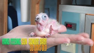 Hand Feeding Sun Conure Baby 30 Days Old [upl. by Benedix]