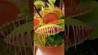 Venus Flytrap Carnivorous Plant shorts [upl. by Rahal]