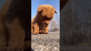 Dog baby subscribemychannel baby [upl. by Quenby]