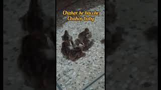 chakor baby chakor ki bachi ki awaaz in pakistan [upl. by Leede]