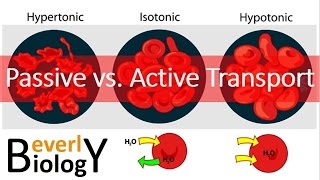 Passive vs Active transport [upl. by Oibaf]