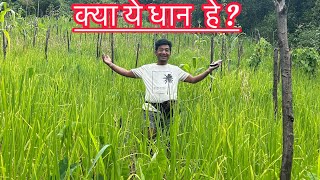 paady field  धान का खेत 🌾🌾🌾🌾🌾 [upl. by Rodolphe]