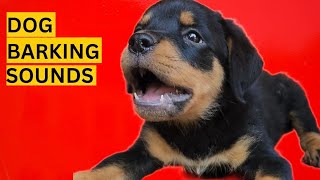 Dog Barking Compilation See How Your Dogs REACTS [upl. by Stoddart]