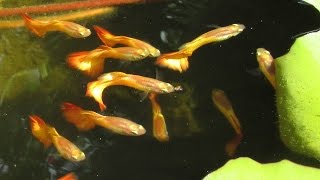 Sunset Micariff Guppies in a Tub Pond at Sunrise [upl. by Constance]