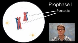 Phases of Meiosis [upl. by Caril]