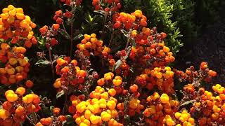 CALCEOLARIA integrifolia [upl. by Ayouqat]