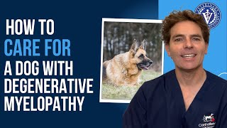 How to Care for a Dog with Degenerative Myelopathy [upl. by Oren272]