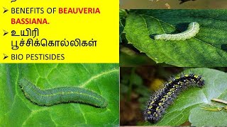 Beauveria Bassiana Bio Insecticide பயன்கள் மற்றும் நன்மைகள் [upl. by Mueller]