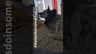 Luna in Recovery From Being Spayed 🐾 Entertainment to Calm Your DogNot Ours blueheeler puppy [upl. by Ijok]