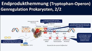 TryptophanOperon Endprodukthemmung am Beispiel trpOperon  Genregulation Prokaryoten 22 [upl. by Ierna]