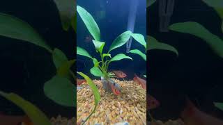 Schooling tetras DreamTrackAI Peace aquarium tetra fish chill aquariumfish [upl. by Brandice]