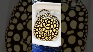 This Stingray is amazing 🤩 aquarium aquariumfish aquariumhobby predatoryfins nature [upl. by Omarr]