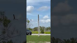 Osprey Flight osprey raptors birdphotography adventure [upl. by Ailisec]