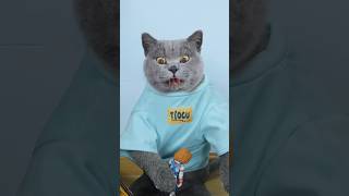 🙀 How Did The Doll Make A Thrilling Attack 🚗🔶 funnycat catmemes trending [upl. by Airretal]