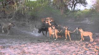 The Kill 20 Lions Take One Buffalo [upl. by Selry364]