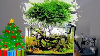 Mini Christmas Moss  Care Guide  Aquascaping [upl. by Leaper643]