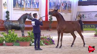 Italian Nationals 2019  Yearling Colts Championship [upl. by Haon]