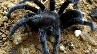 TARANTULA SELENOCOSMIA JAVANENSIS [upl. by Juline]