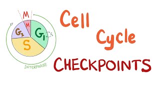 Checkpoints of the Cell Cycle  Cell Division Biology [upl. by Garlanda]