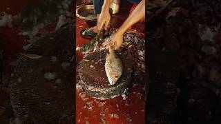 Red snapper fish cutting  red snapper cutting red snapper filet cutting red snapper fish cutting [upl. by Novello]