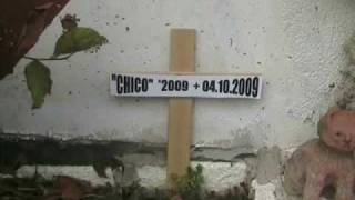 Mein Hamster isr TOD Chico ist Tod Beerdigung 0510 2009 Tierfriedhof Hamstergrab [upl. by Swamy]