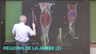 Anatomie des régions de la jambe 2 Membre inférieur 8 [upl. by Hairim]