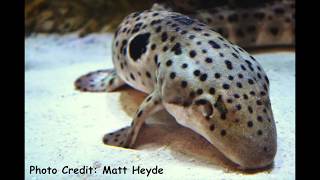 The Epaulette Shark aka The Walking Shark [upl. by Balsam]