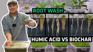 Humic Acid and Biochar Rooting Mass Must See [upl. by Yelsnya]