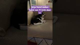 funny hond lui tired pets [upl. by Celinda]