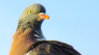 Wood Pigeon Coo Call Sounds [upl. by Kirst]