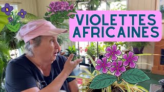 Comment prendre soin des violettes africaines  capsule horticole [upl. by Nail]