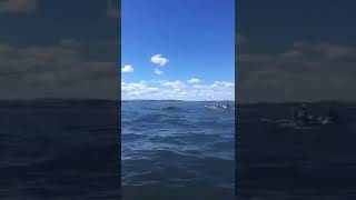 Ballenas sorprendieron a kayakistas en playa de Hualpén [upl. by Annim]