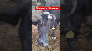 Chemosis disease  music animal farming eyeinfection cornea love shorts vet cow veteri [upl. by Lynett]